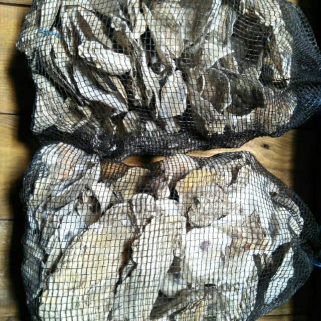 Oyster Shell Shell Shell media filter Pool 3 kg | Shopee Philippines