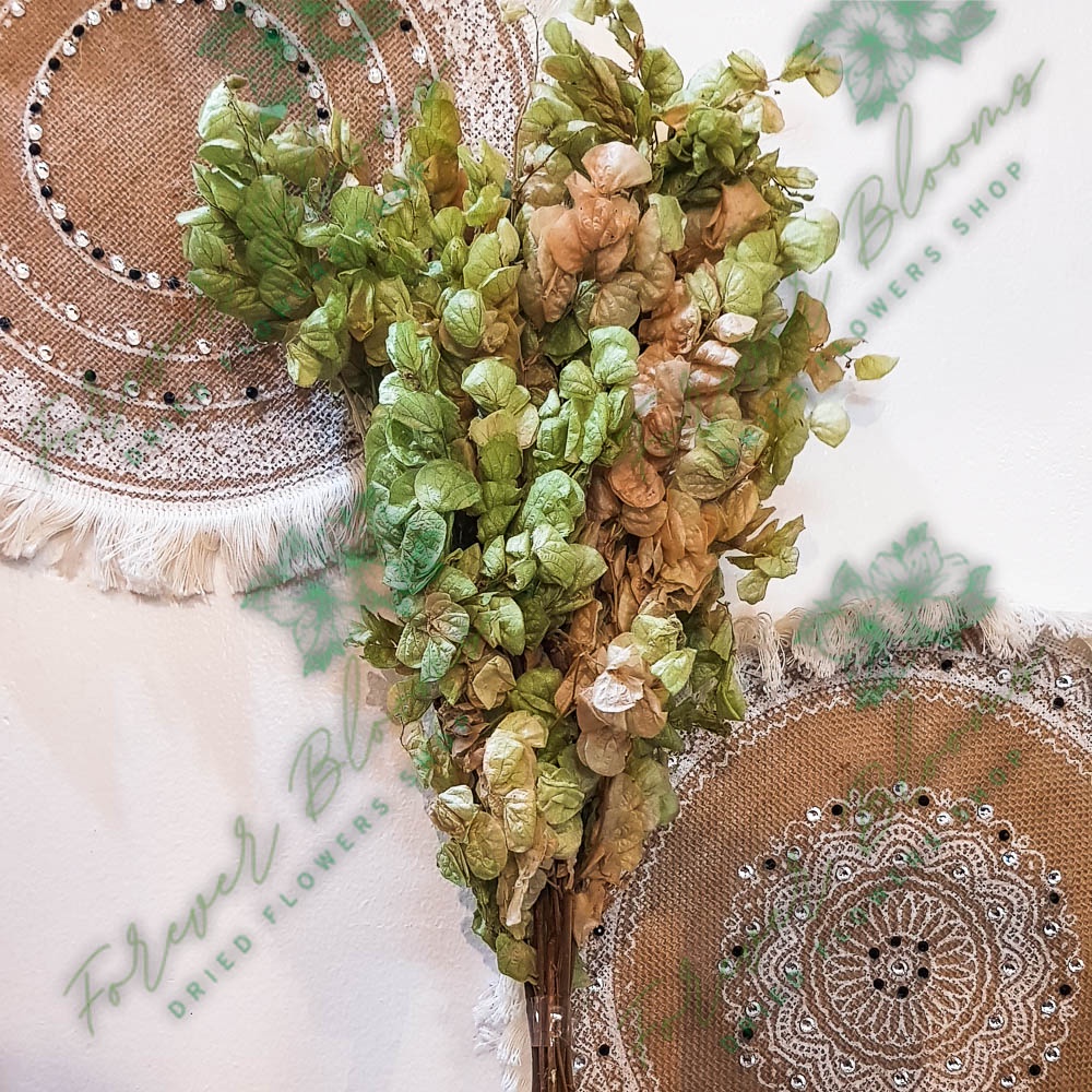 Dried Flowers | Preserved Flowers | Dried Payang Payang | Shopee ...