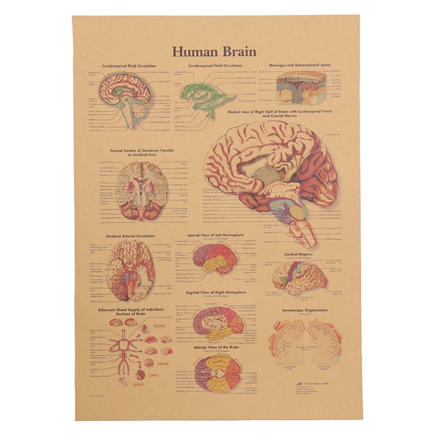 DLKKLB The Human Structure Diagram Kraft Paper Poster Vintage Style