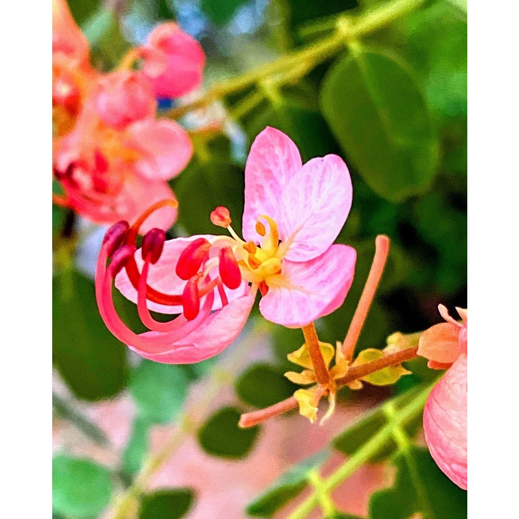 palawan cherry blossom seeds | Shopee Philippines