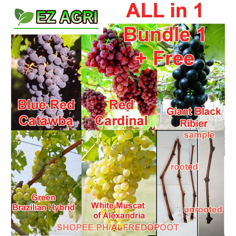 Lj agri Grapes Cuttings Seedless and Seeded allin1 collection Blue