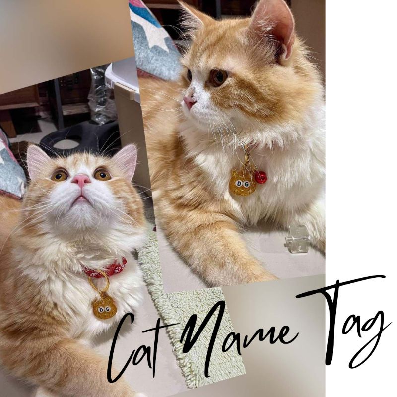 Cat name shop tag collar