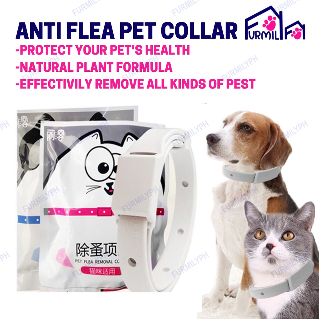 Dog flea deals collar on cat