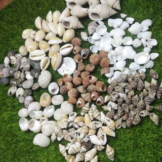 100g/pack Natural Seashell Mix Sea Shells Conch Diy Micro Landscape For  Garden Fish Aquarium Decoration