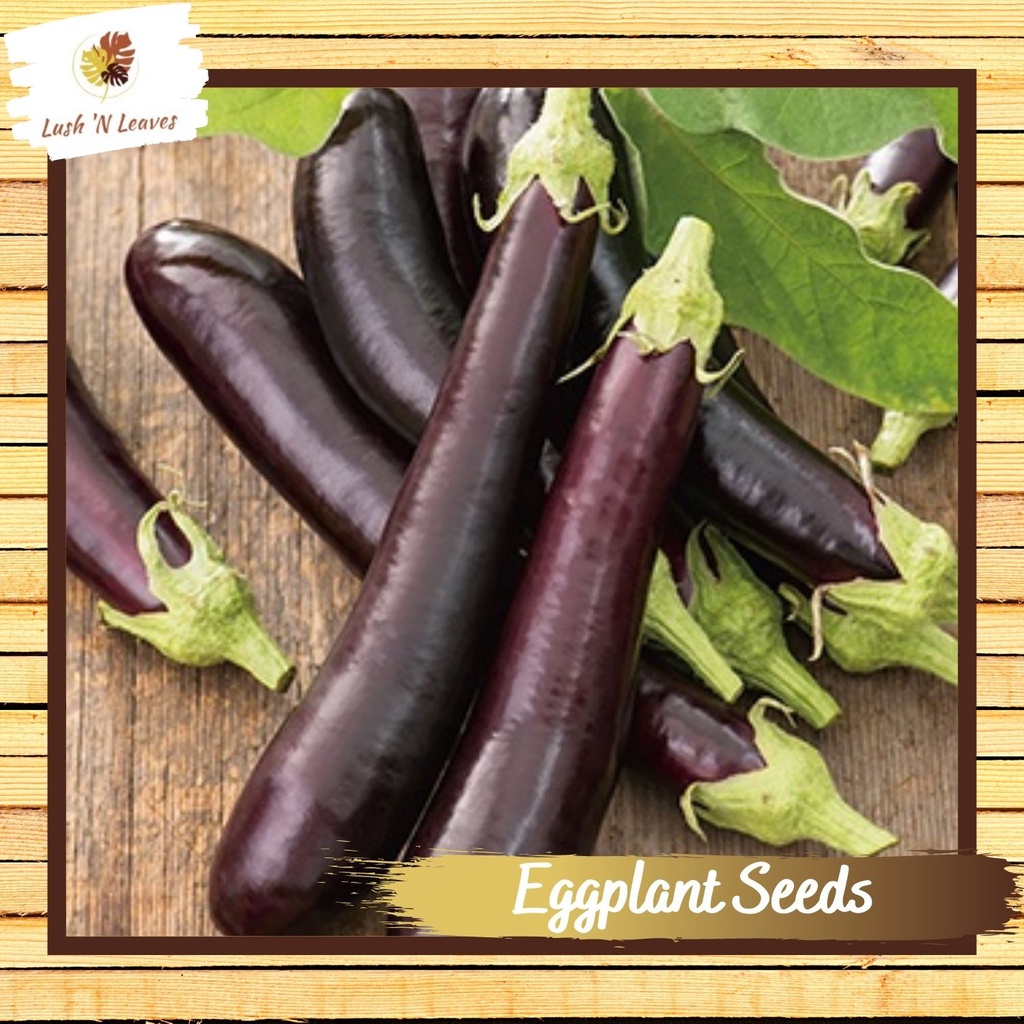 Long Purple Eggplant Talong Seeds 30 Seeds Shopee Philippines 7605