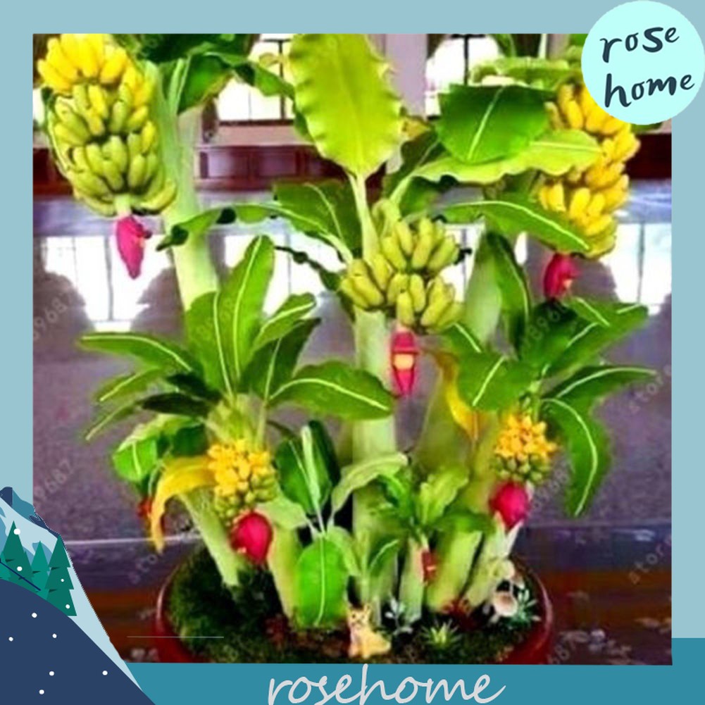 dracaena lemon surprise Dracaena Lemon Surprise 4