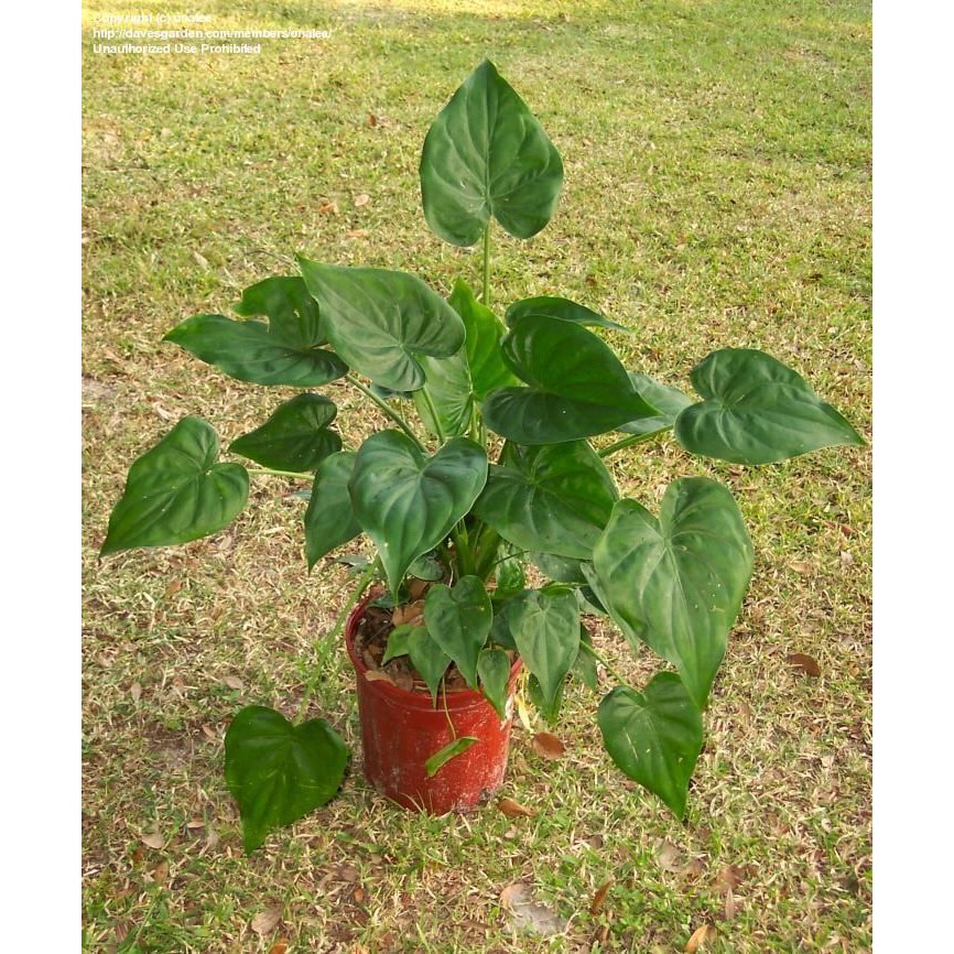 Hooded Dwarf Elephant Ear, Chinese Taro Taro plant Alocasia cucullata