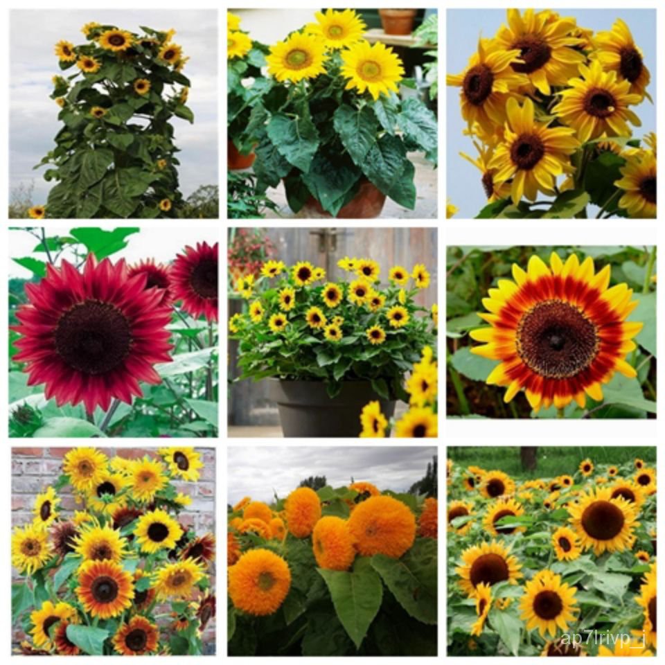 Sunflower Seeds Edible Ornamental Fresh Cut Flowers Japanese Sunflower