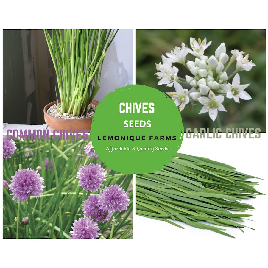 Chives Seeds Garlic Chive or Chinese chive Common Chive Seeds or