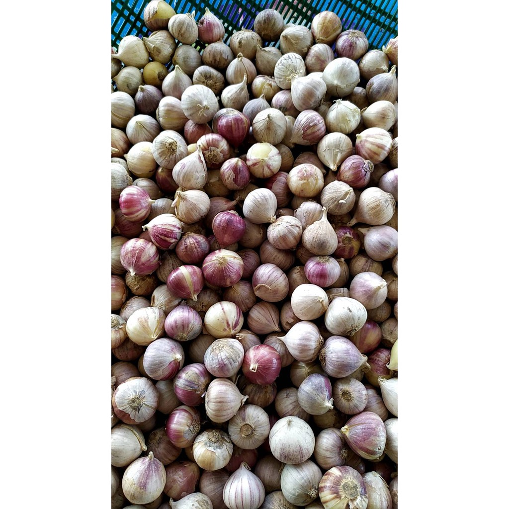 Toned Garlic Small Size Coin Baht Per Kg | Shopee Philippines