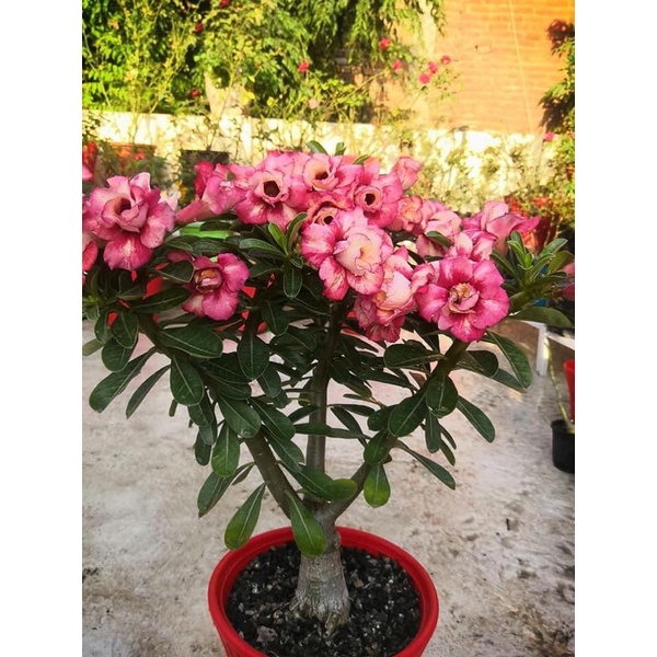 20 Pieces Medium Size Grafted Adenium | Shopee Philippines