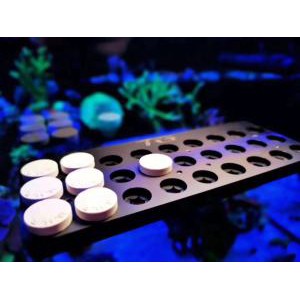 coral frag plug with out base(2.6 x0.5cm) | Shopee Philippines