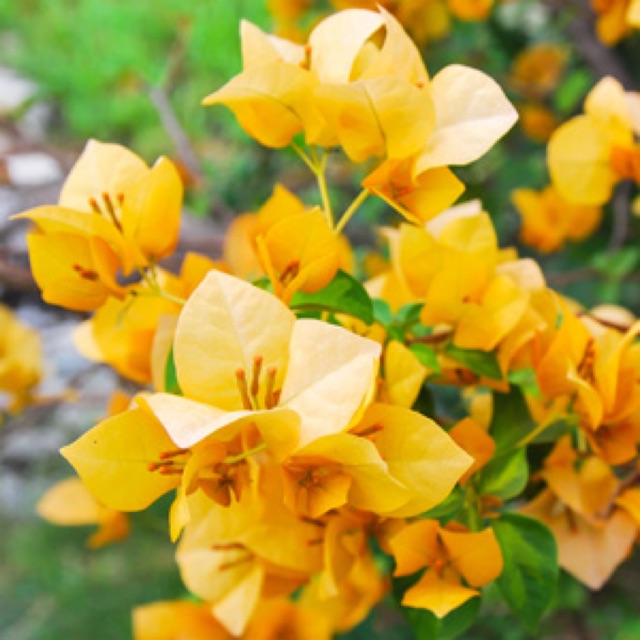 Live California Gold Bougainvillea Shopee Philippines