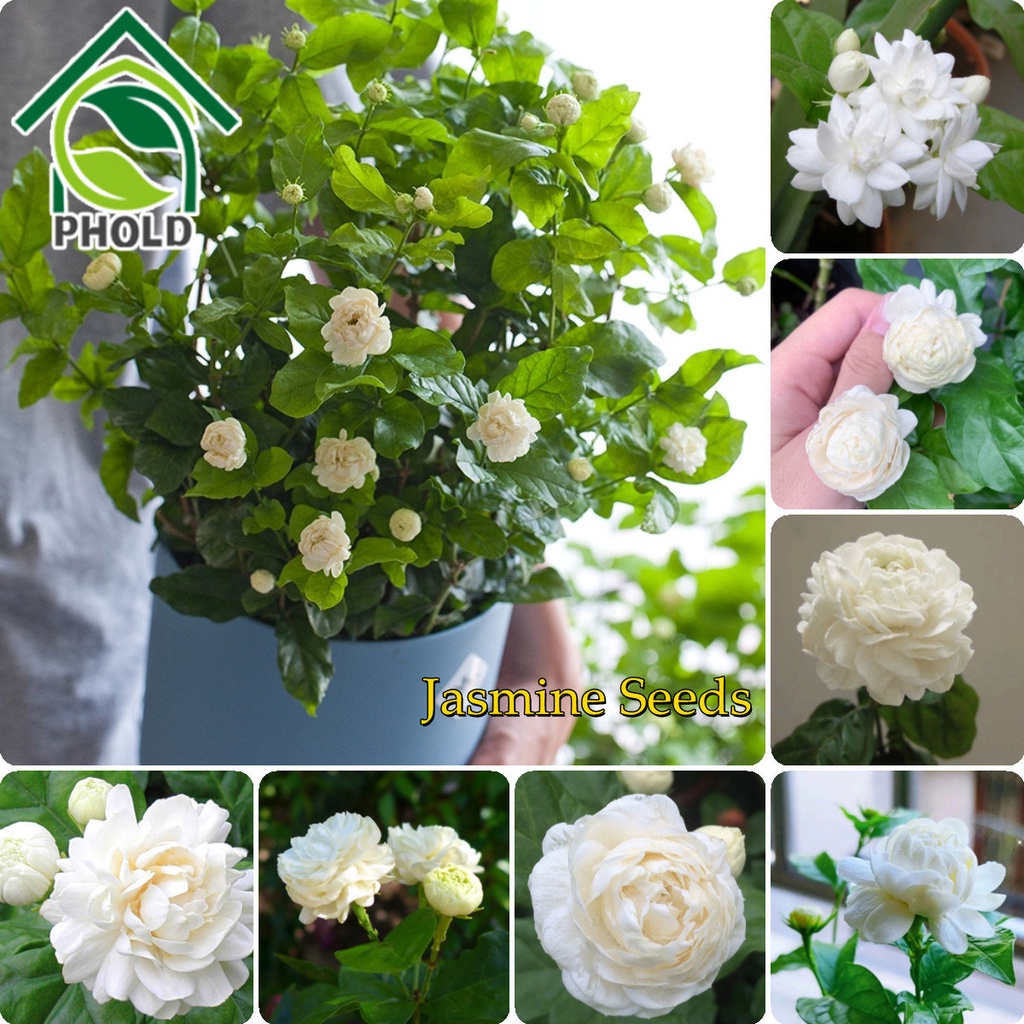 White Jasmine Seeds for Planting (5 Seeds) Potted Garden Balcony ...