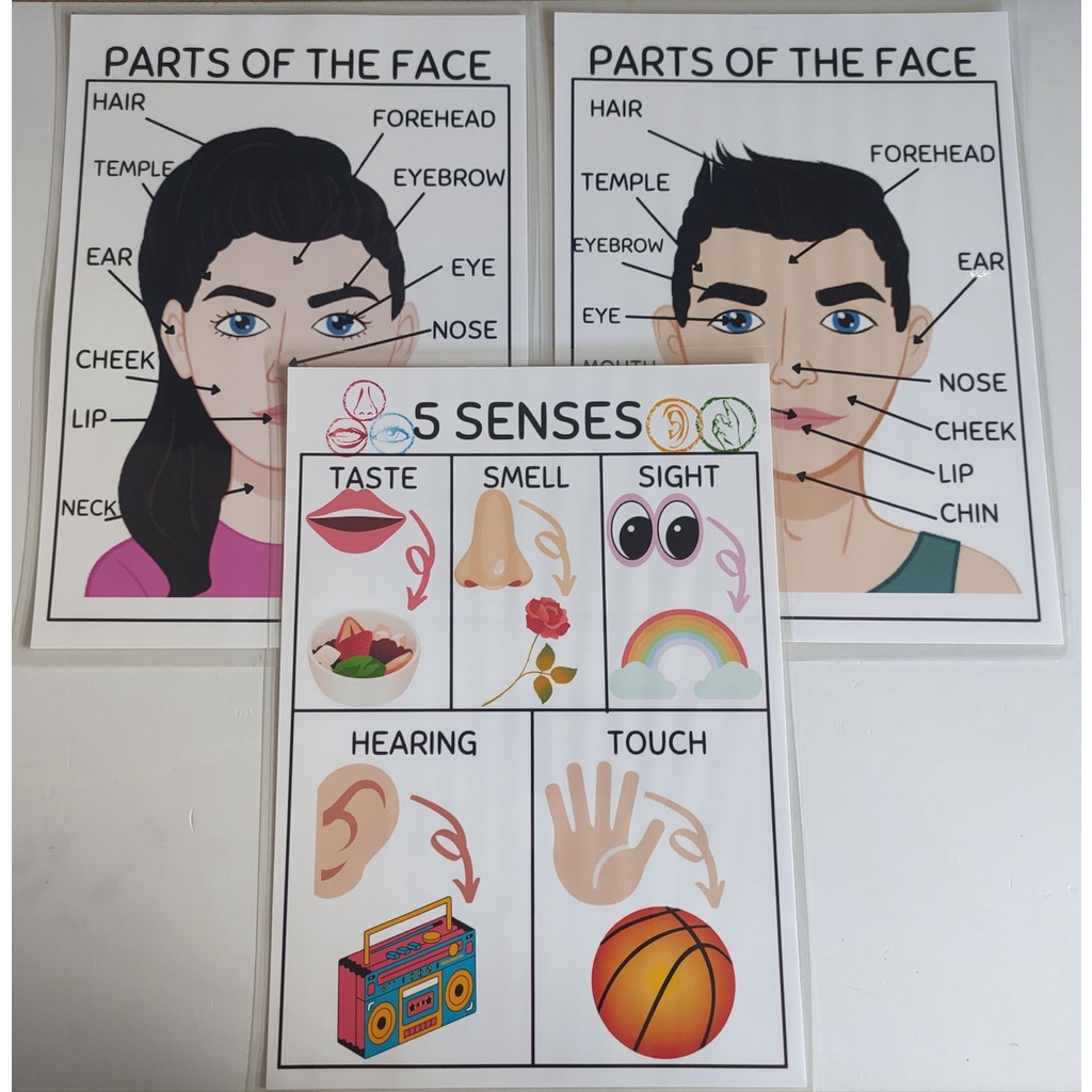 Educational Chart, Face and Senses (A4 Laminated) | Shopee Philippines