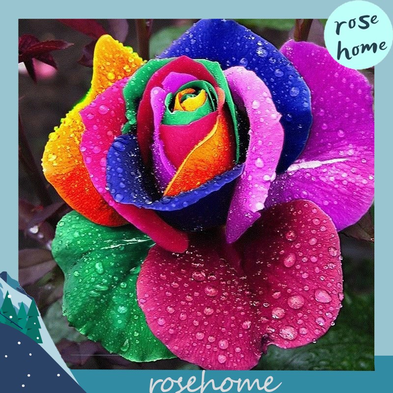 50pcs Rose seeds, colorful rose seeds, multi-colored roses, four ...