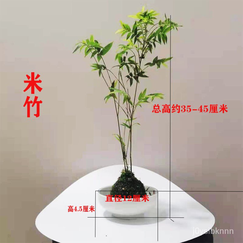 Japanese Ji Green Bamboo Calamus Tiny Plant Meters Bamboo Expensive Boat Moss Calamus Bamboo