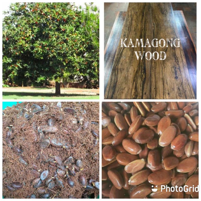 KAMAGONG / MABOLO SEEDS ( 1 KILO) Shopee Philippines