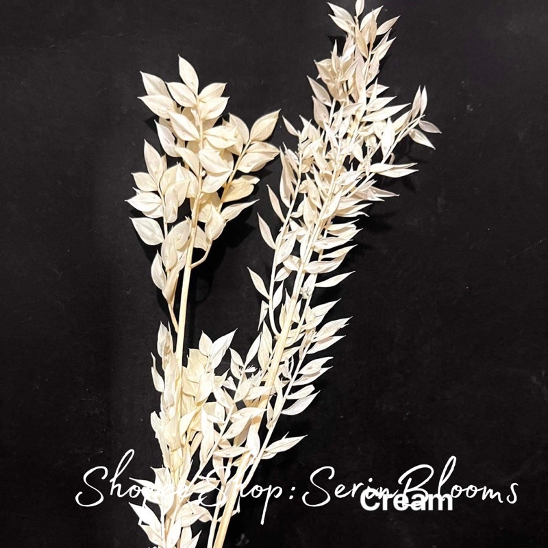 Dried Italian Ruscus (sold per stem) | Shopee Philippines