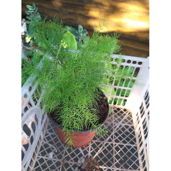 Asparagus Fern seedlings ready for repotting Shopee Philippines