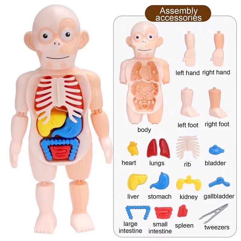 Mini Human Anatomy Model Toys | Shopee Philippines