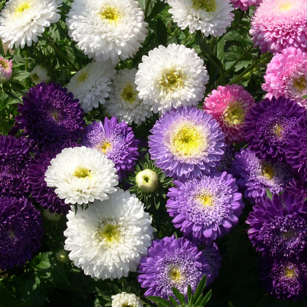 Aster Seeds Powderpuff (Mixed Colors) Shopee Philippines