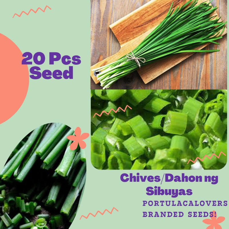 Dahon Ng Sibuyas Chives Seed Shopee Philippines