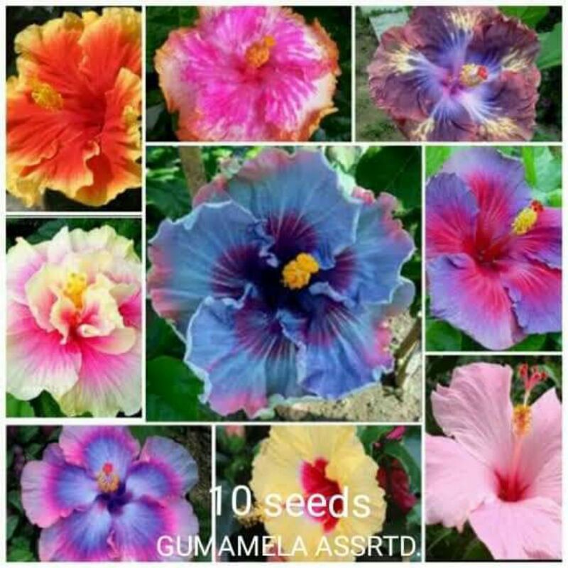 assorted gumamela seeds Shopee Philippines