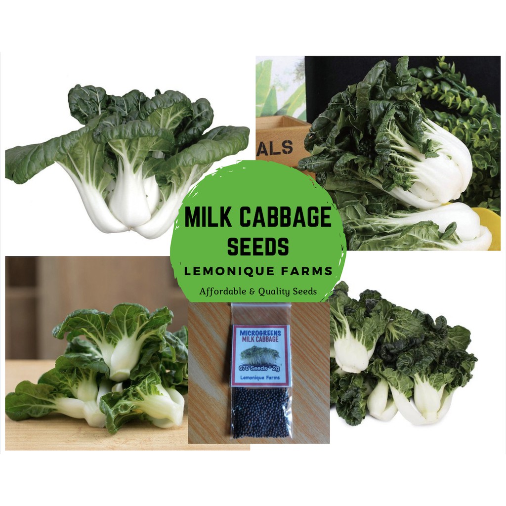 Milk Cabbage Bantam Black Seed Butter Cabbage Milk Pakchoi Seeds
