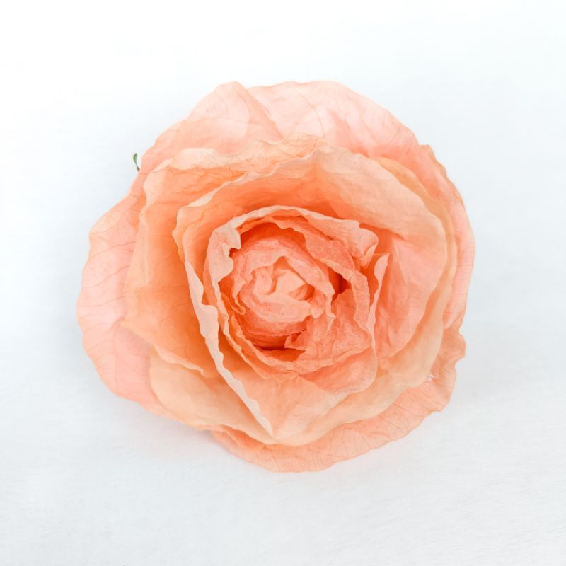 Dried Fossilized Rose (Medium) | Shopee Philippines