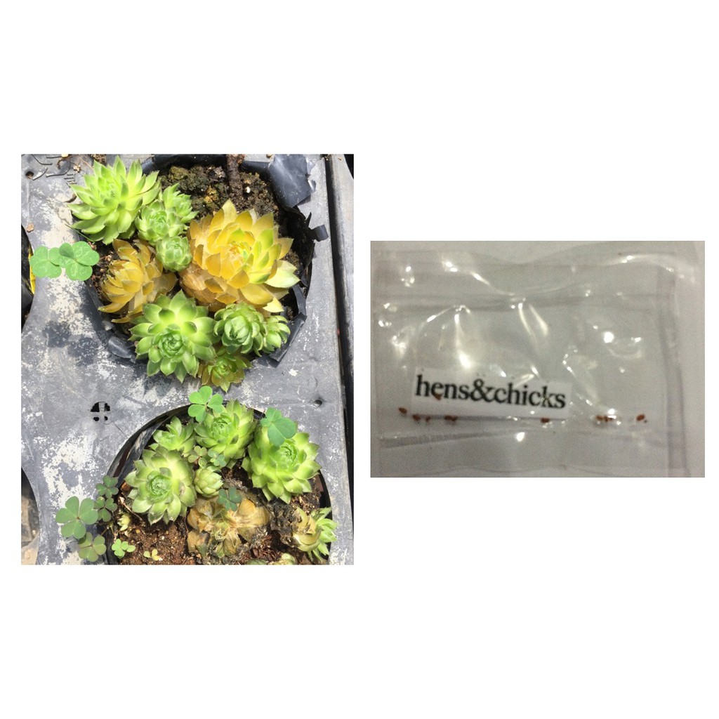 hens and chicks sempervivum rose succulent lithops seeds | Shopee Philippines