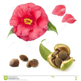 spot seeds1pc Camellia Flower Seeds Bonsai Seeds Beautiful Home Room # ...