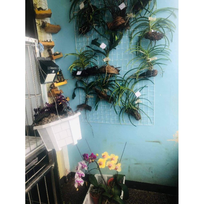 Vanda orchids promo sale | Shopee Philippines