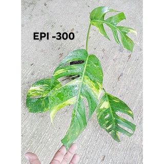 Epipremnum Pinnatum Aurea ❤️ 4 pots - Dana Plants Davao