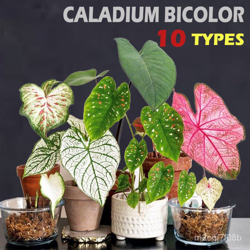 indoor plant seeds 10Types 20pcs Rare Plant Caladium Bicolor Seeds