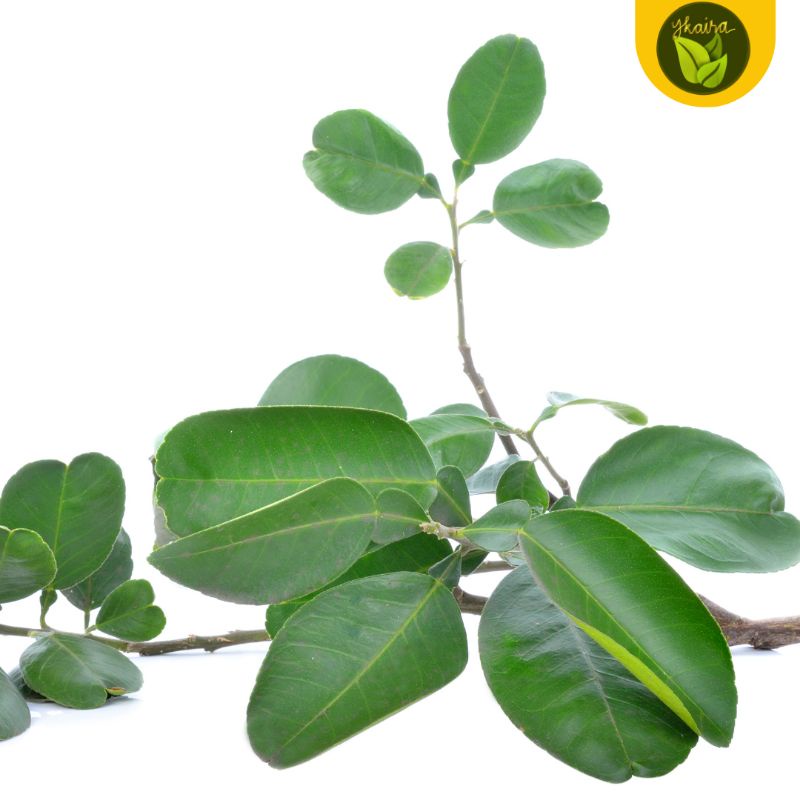 Dahon ng Suha Pomelo 100 Fresh Leaves Shopee Philippines