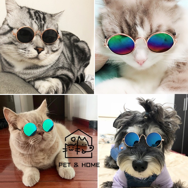Cat fashion outlet accessories