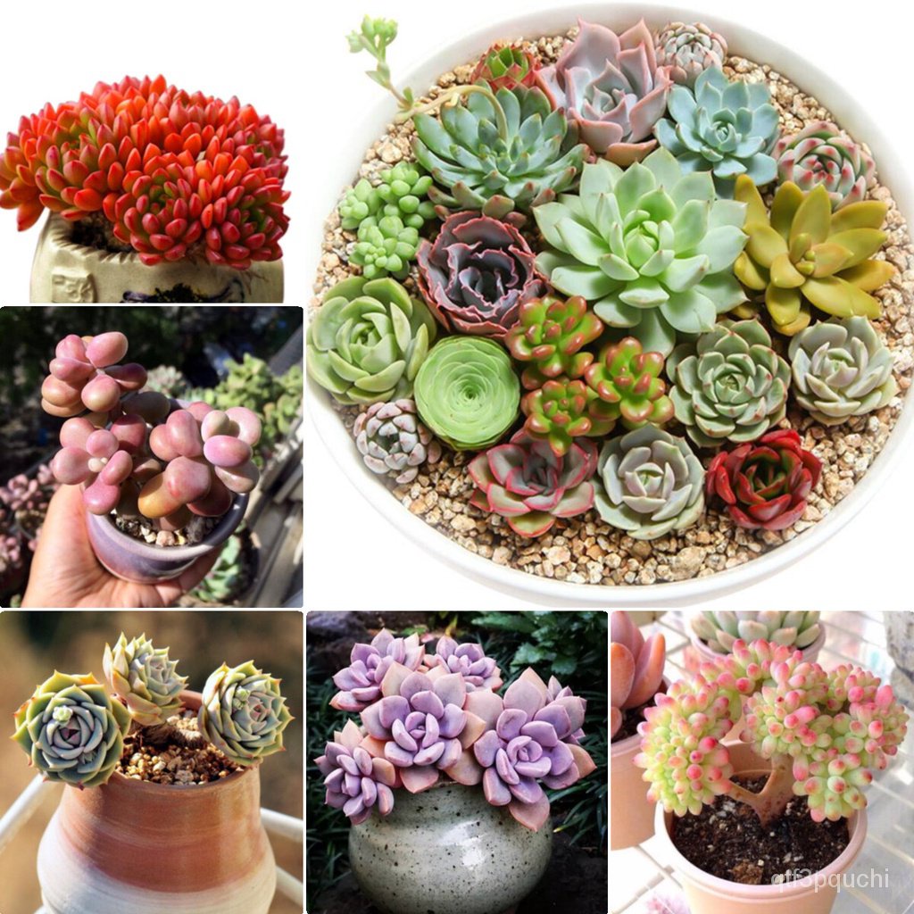 Mixed Seeds In Philippines Mixed Succulent Seeds 100pcs Flower Seeds