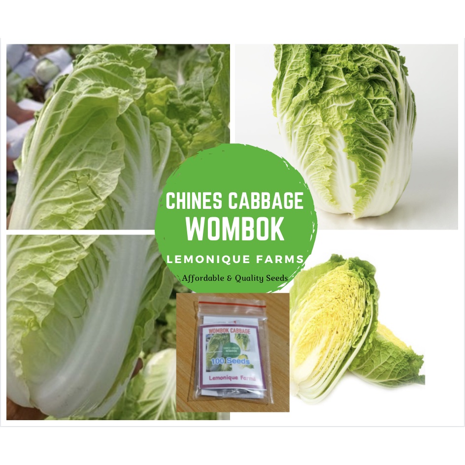 chinese cabbbage wombok seeds untreated Napa Cabbage for Kimchi