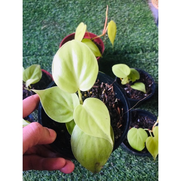 Neon Heartleaf Philodendron (ESTABLISHED) | Shopee Philippines