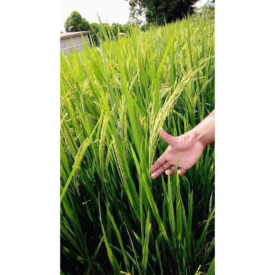 Humus plus 100 Soil Conditioner Grand humus | Shopee Philippines