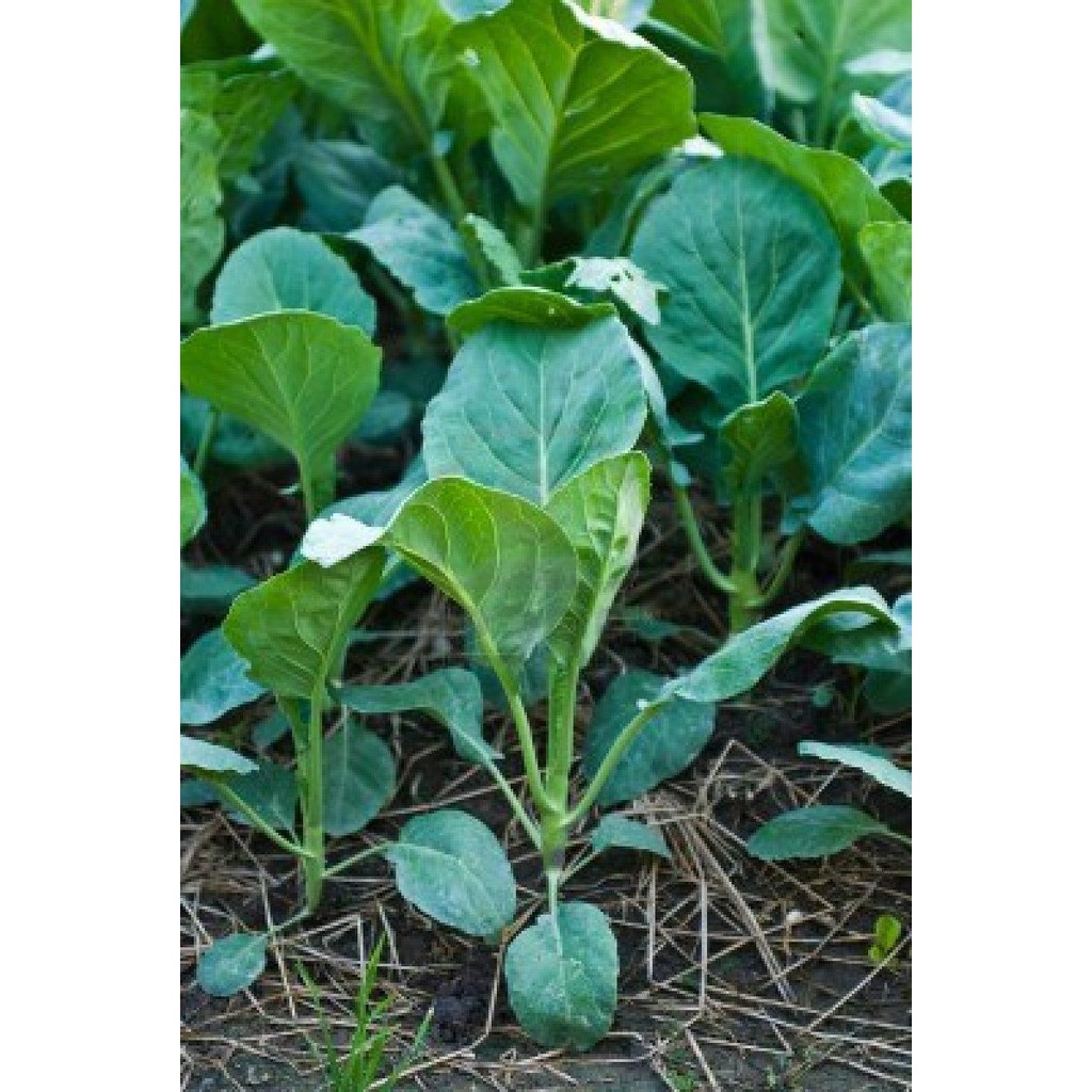 Kailaan Kinah Kulot Chinese Kale Broccoli Seeds Vegetable 50 Pcs ...