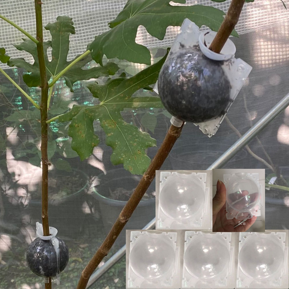 5pcs 5cm Plant Tree Rooting Ball Root Box Plastic Case Transparent ...