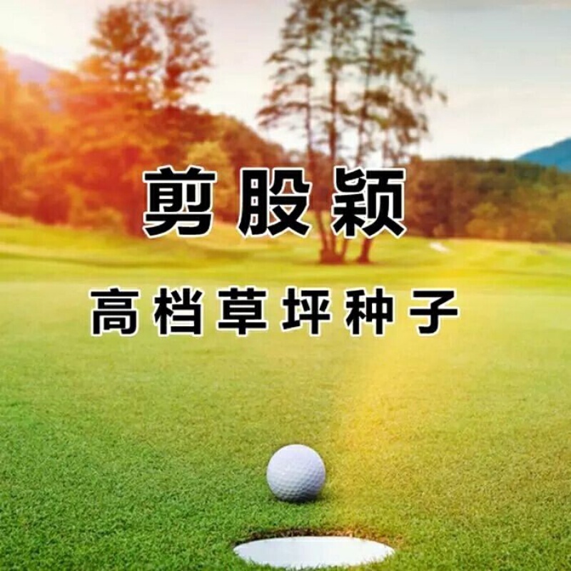 Lawn Seed Turf Grass Seeds Four Seasons Evergreen Manila Grass Rug