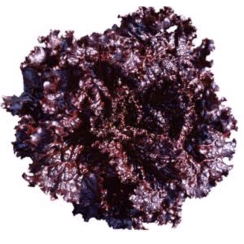Lolla Rosa red lettuce -(repacked) | Shopee Philippines