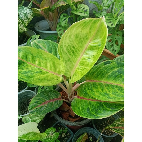 aglaonema mother type Shopee Philippines
