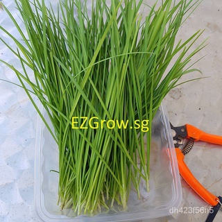 Spot 100% plump seeds50pcs Chinese Chives seeds vegetable seeds H61X ...