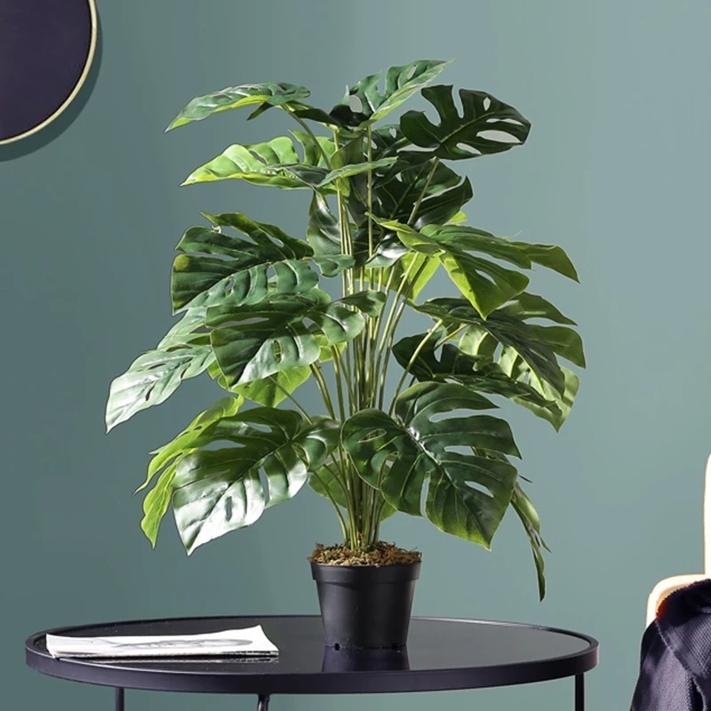 Shop monstera deliciosa for Sale on Shopee Philippines
