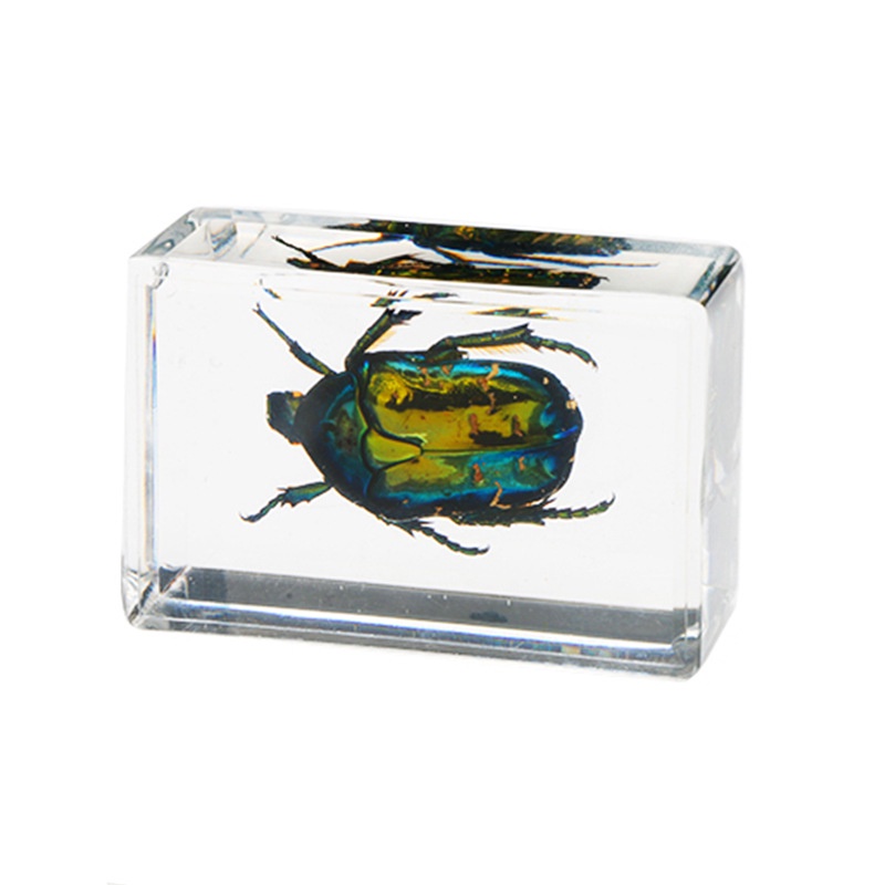 Real Insect Specimen Transparent Resin | Shopee Philippines
