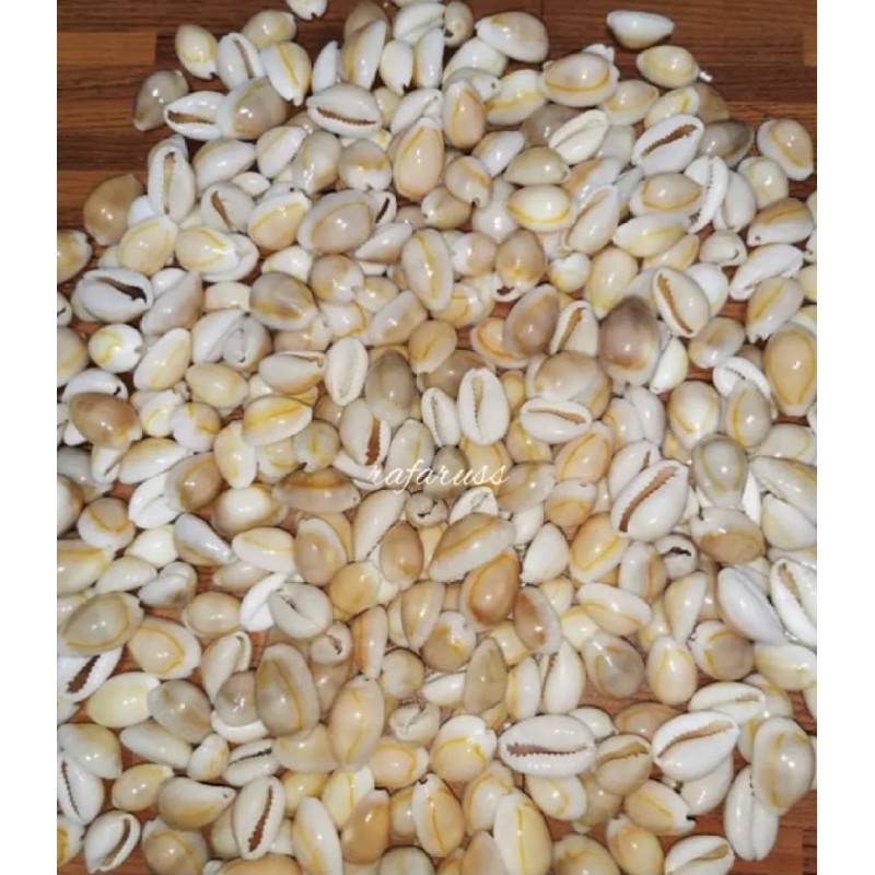 Sigay or Cowrie Shells 100pcs per pack | Shopee Philippines